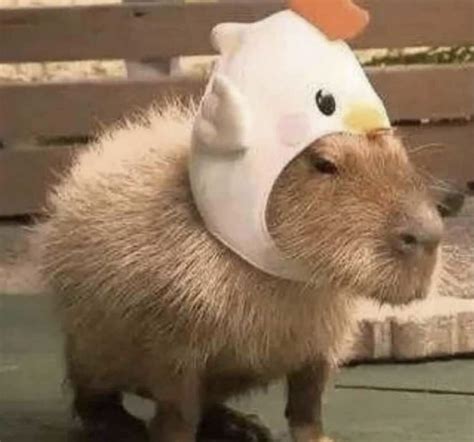 capybaras pets capybara funny capybara pets aesthetic pet lovers funny animal videos cute animal ...