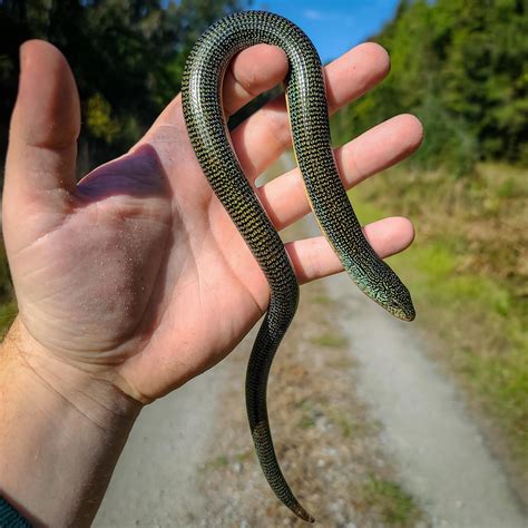 Cool Eastern Glass Lizard I found a while back. I had to convince most ...