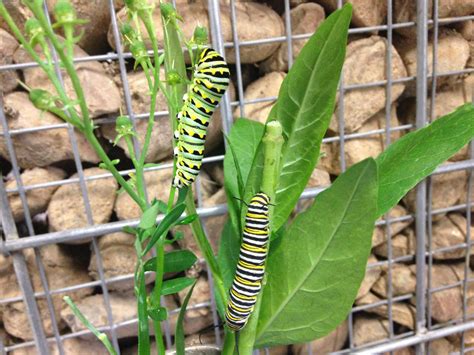 Eastern Black Swallowtail Butterflies Everywhere: Here’s How to Raise ...