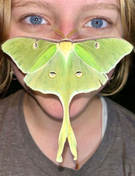 Download Luna Moth Masked Person Wallpaper | Wallpapers.com