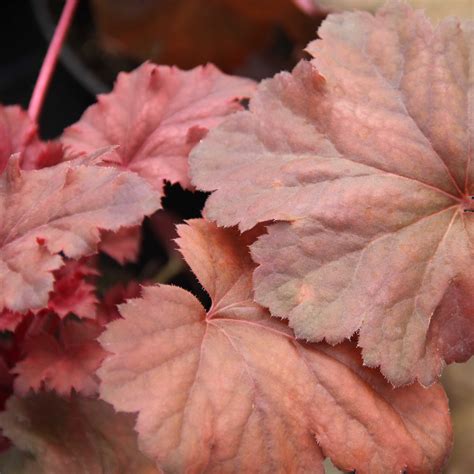Heuchera 'Cherry Cola' - Kelways Plants Ltd