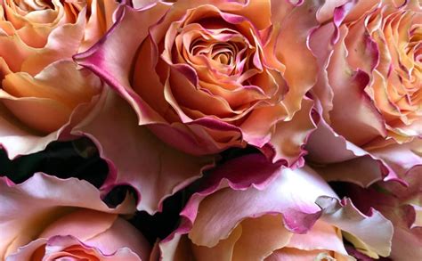 The language of Carpe Diem Roses