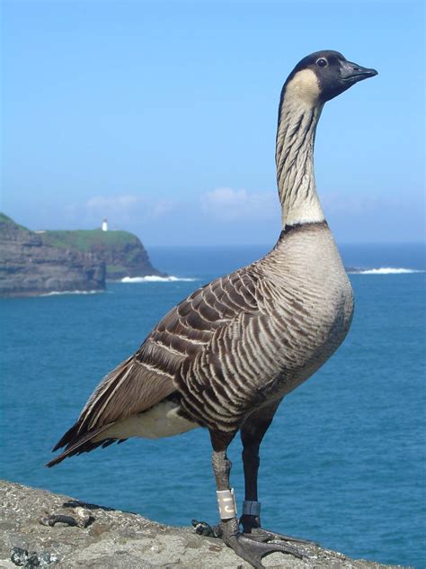 Nēnē native Hawaiian Goose | List of birds, State birds, Aquatic birds