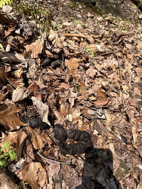 Is this Mountain Lion Scat? : r/AnimalTracking