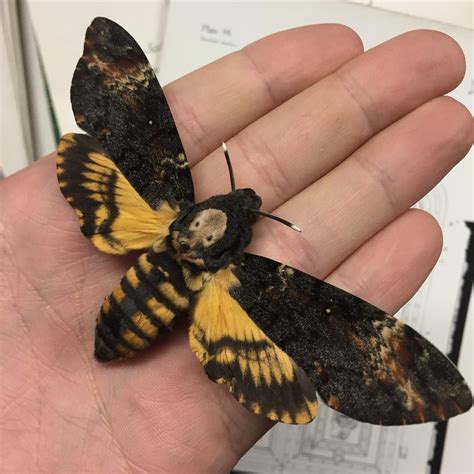 12 facts about the death s head hawkmoth – Artofit