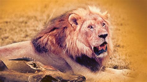 The African Lion on Disney+ UAE | English German Spanish (Latin America ...