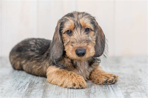 Wirehaired Dachshund Dog Breed: Info, Pictures, Traits, and More – Dogster