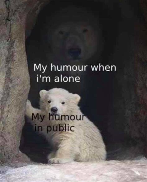 Cute Polar Bear Meme is a GOOD investment! Big returns for cute bears ...