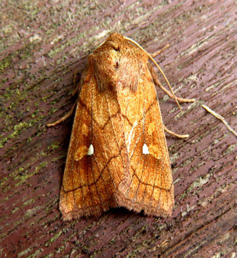 Brown And White Moth
