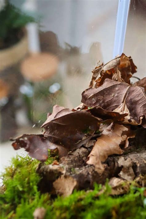 Leaf Litter 101: The Complete Bioactive Guide for Terrariums