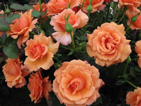 Plant Doctor: Now's the right time for major pruning of roses