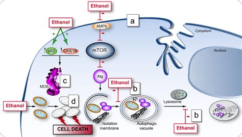 Autophagy in liver diseases - Journal of Hepatology