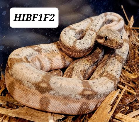 Pure Hog Island Boa Boa Constrictor by Calhoun Reptiles, LLC - MorphMarket