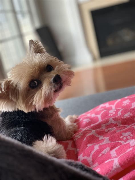 My dog passed away 6 months ago. I miss her so so much. Can anyone ...