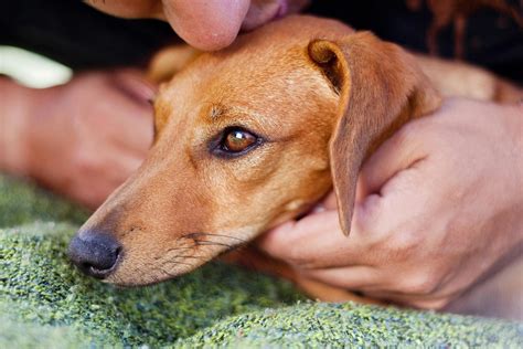 Is Horners Syndrome Fatal In Dogs