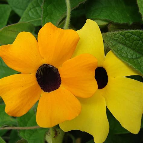 Amazon.com : CHUXAY GARDEN Black-Eyed Susan Vine Seed 10 Seeds ...