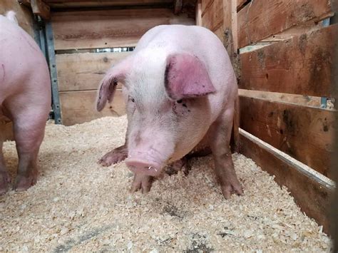 Yorkshire Pigs: Breed Profile, Facts, Photos and More