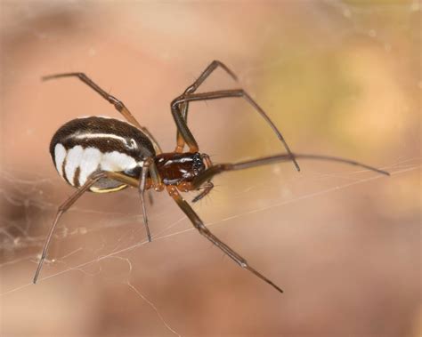 12 Spiders in New York to Know About! - Go Look Explore