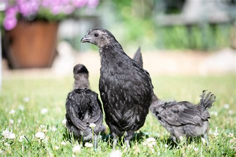 Black Baby Chicken Breeds