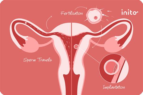 How Long After Sex Does Implantation Occur? - Inito