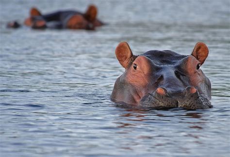 Hippopotamus Facts | Hippo Information