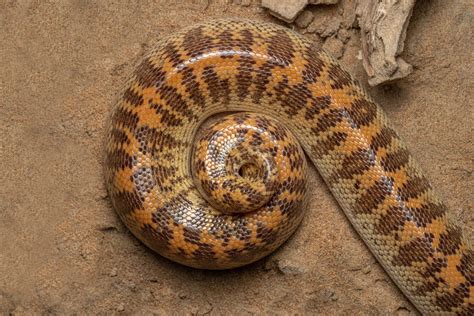 Sand Boa Tank at Kevin Christensen blog
