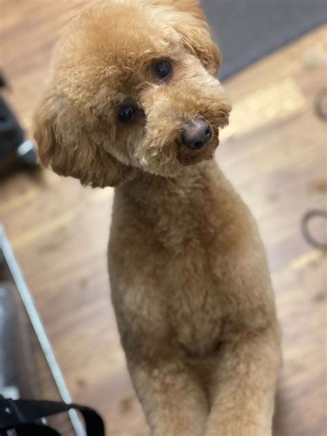 Employment Opportunities - Tabby & Jack's Pet Supplies and Grooming