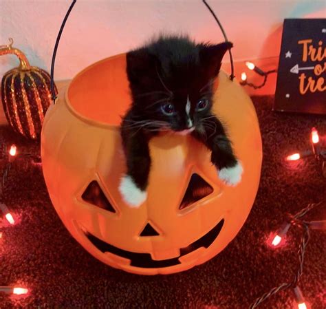 77 🎃cozy fall aesthetic🐈‍⬛ ideas | cozy fall, fall halloween, fall