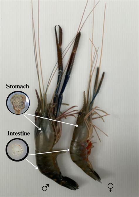 Identification of anthropogenic debris in the stomach and intestines of ...