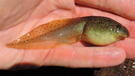 About American Bullfrog - Maryland Biodiversity Project