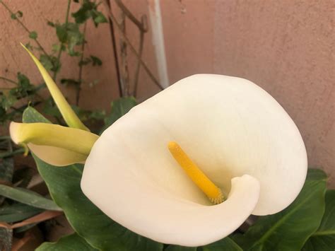 Your Complete Guide to Growing and Caring for Calla Lily