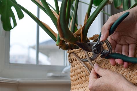Is It OK to Trim Off Monstera Aerial Roots? Houseplant Experts Weigh In