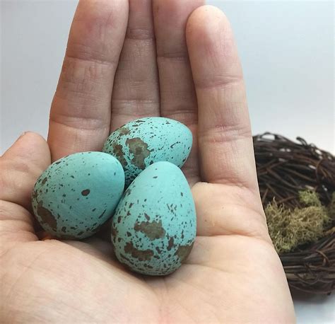 What Are Blue Jay Eggs at Phyllis Fetter blog