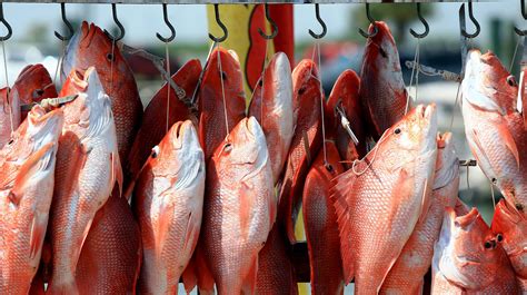 TPWD announces federal red snapper season will be cut short