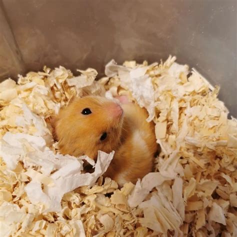 Do Hamsters Hibernate? Here's What Science Says - Learn About Nature