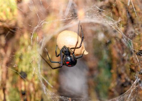 8 Scary Spiders Found in France - AZ Animals