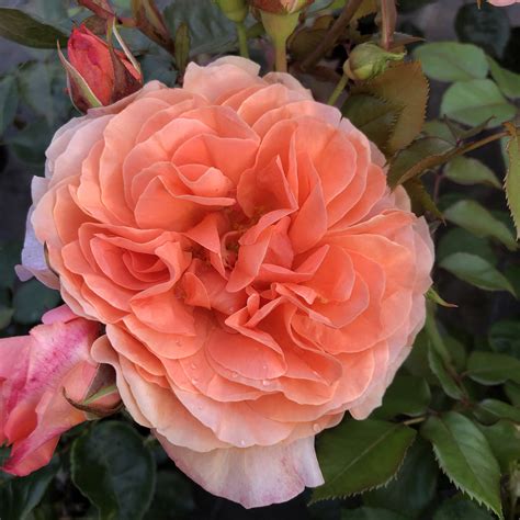 Audrey's Rose | Peach Floribunda | Style Roses