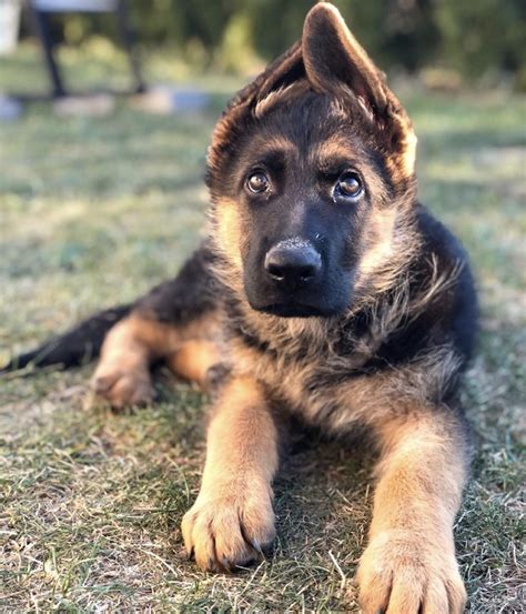 German Shepherd Puppies For Sale | $550 | Visalia, CA #328255