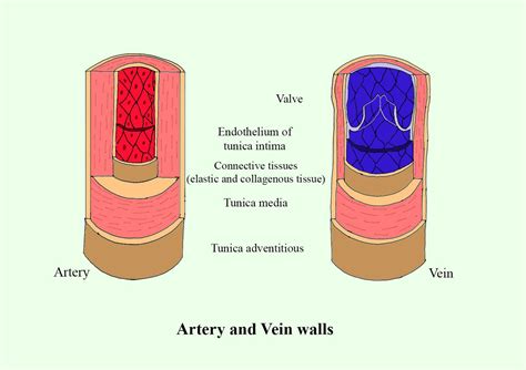 Difference Between Arteries Veins Capillaries