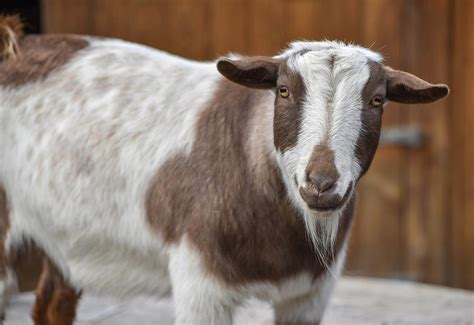 20 Fun Facts About Nigerian Dwarf Goats - Facts.net