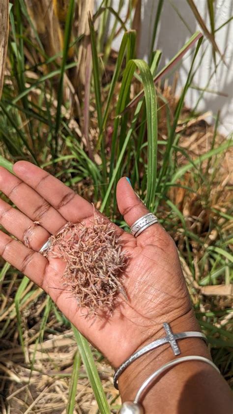 Lemon Grass Seeds Bunnings at Savannah Buckmaster blog
