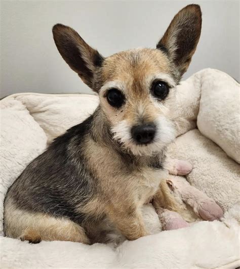 My old man Squirt (13) joined our family in May of this year! Went to ...