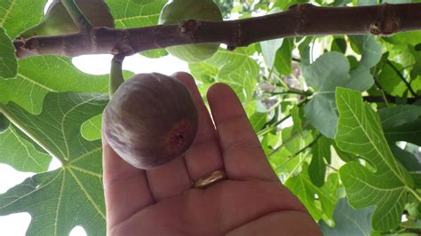 The 2017 fig season - General Fruit Growing - Growing Fruit