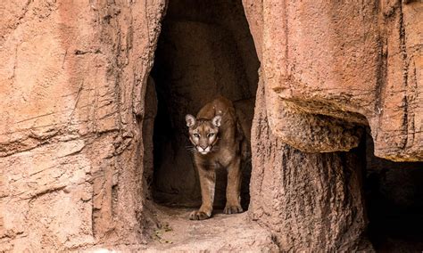 Mountain Lions in Texas - A-Z Animals