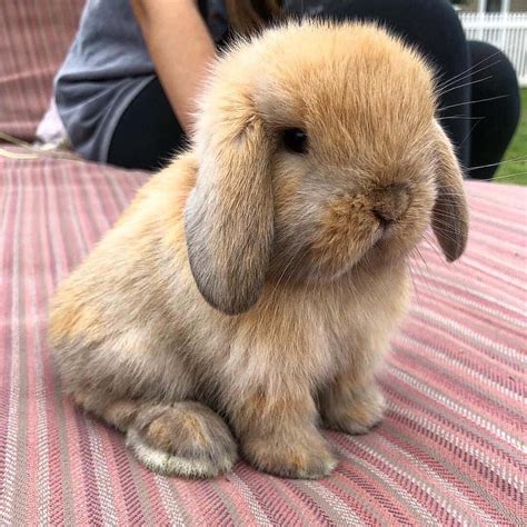Download Holland Lop Cute Bunny Picture | Wallpapers.com