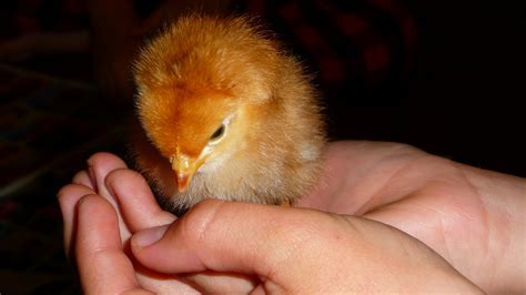 What To Do With Unwanted Cockerels | BackYard Chickens - Learn How to ...