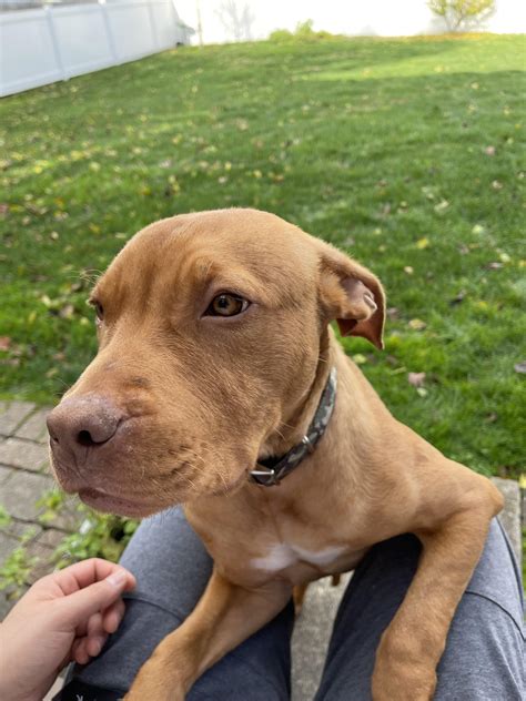 Red Nose Pitbull Mixed With American Bully