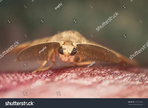 Moth Large Antennas Resting Stock Photo (Edit Now) 122752666