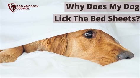 Why Do Dogs Lick The Sheets