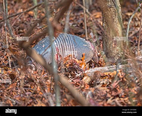Nine-banded armadillo Rooting Through the Forest in the Ernest F ...